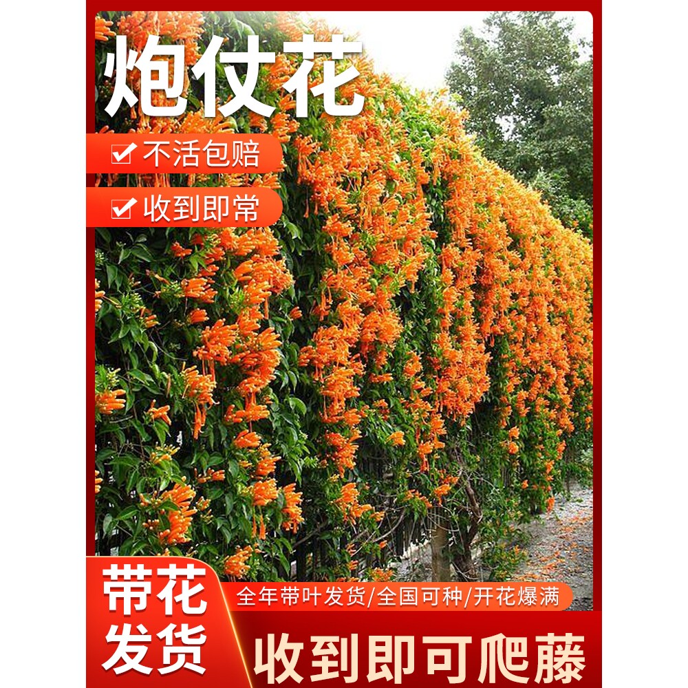 爬藤植物炮仗花苗盆栽四季常绿垂吊攀爬植物庭院阳台围墙爬藤花苗