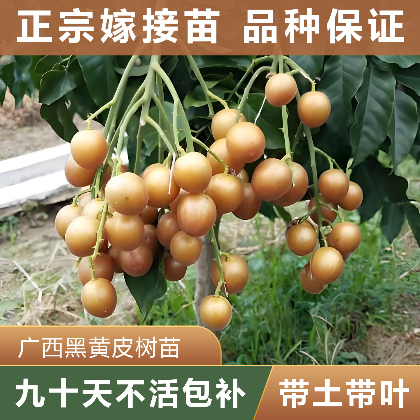 正宗广西黑黄皮嫁接苗带土阳台盘栽果树苗黄皮苗