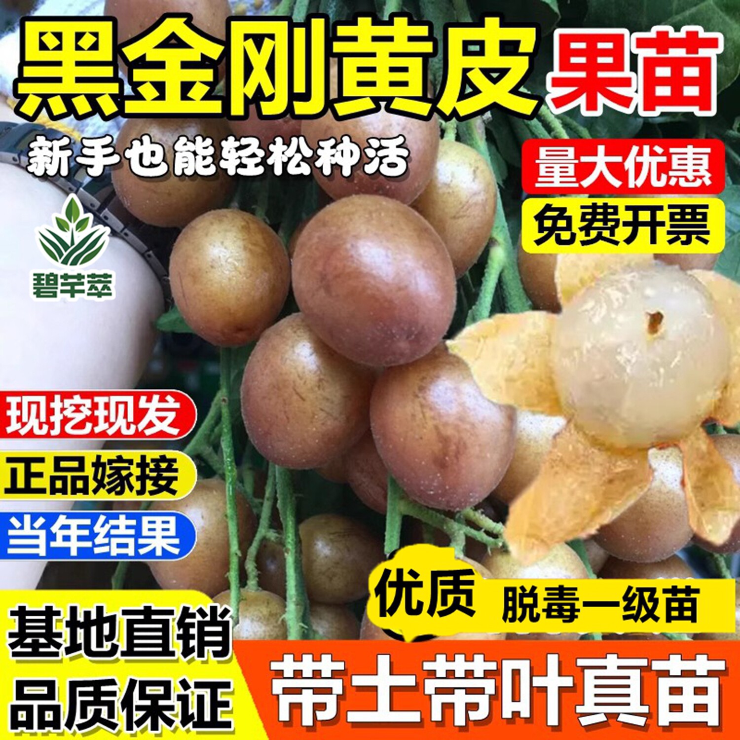 黑金刚黄皮嫁接果树苗贵妃无核香蜜冰糖鸡心黄皮苗盆地栽当年结果