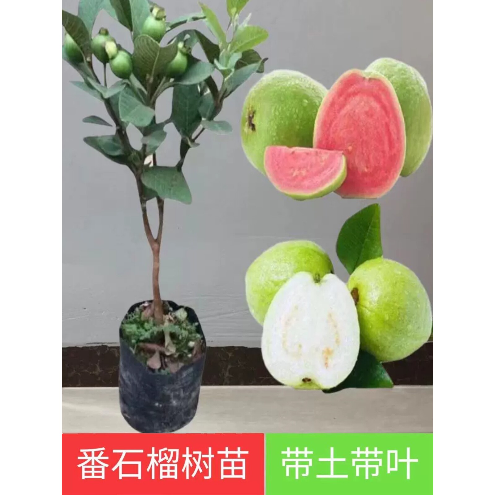 红心番石榴树果苗芭乐树苗四季结果嫁接果树苗南方种植当年结果