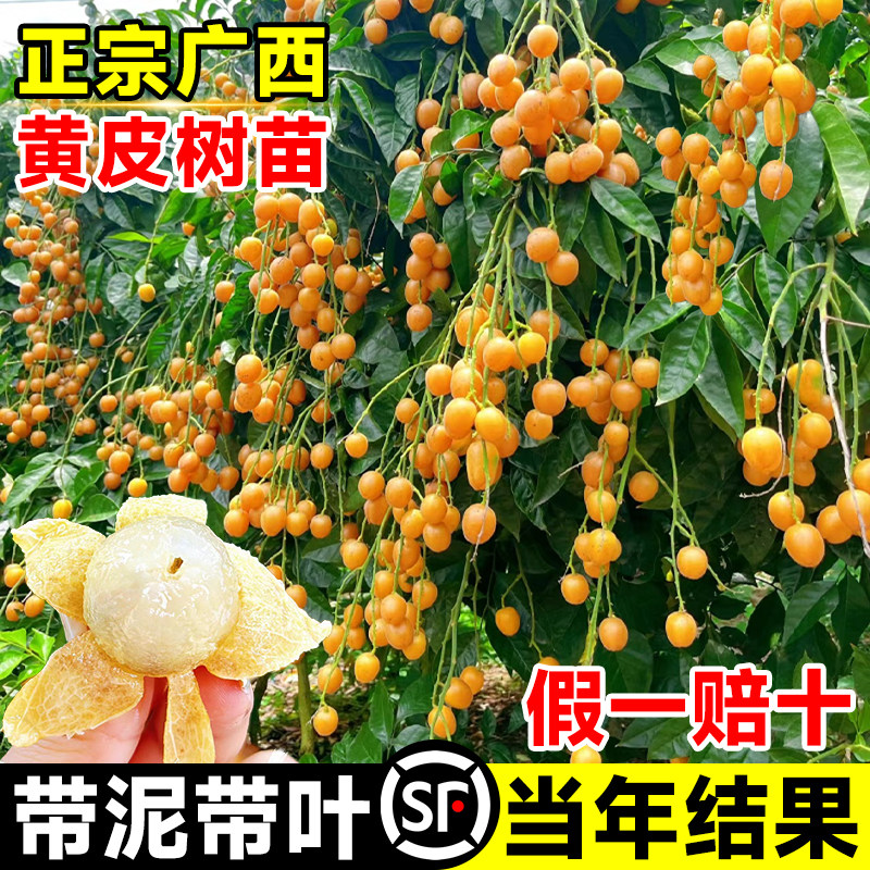 广西鸡心黄皮果树果苗纯甜正宗大苗带土带叶种植南方盆栽庭院地栽