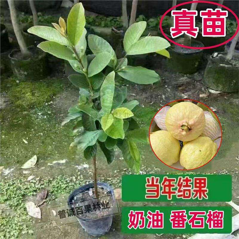 大果奶油番石榴苗胭脂红白心红心西瓜芭乐无籽红宝石嫁接当年结果