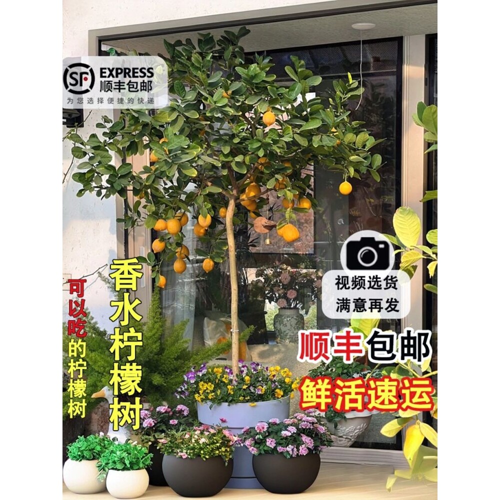 香水柠檬树盆栽带果高杆客厅室内大型绿植阳台四季常青四季可食用