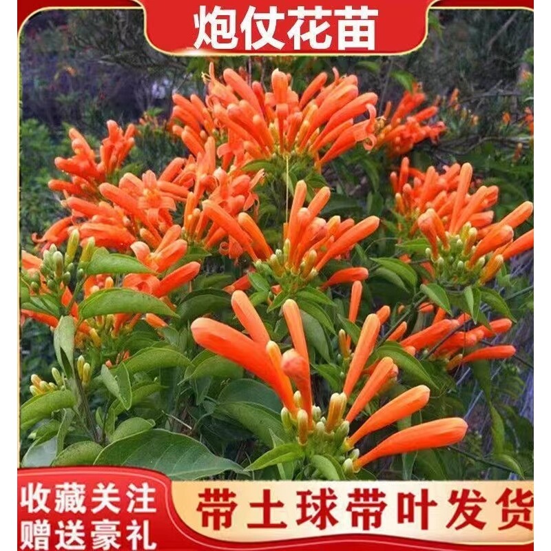 爬藤植物炮仗花苗盆栽四季常绿爬藤植物攀爬植物庭院围墙垂吊花苗