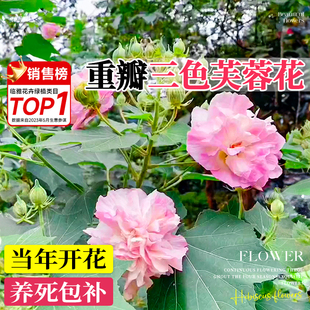 芙蓉花盆栽木芙蓉树苗四季重瓣花卉蟹爪兰三醉芙蓉易活超好养的花