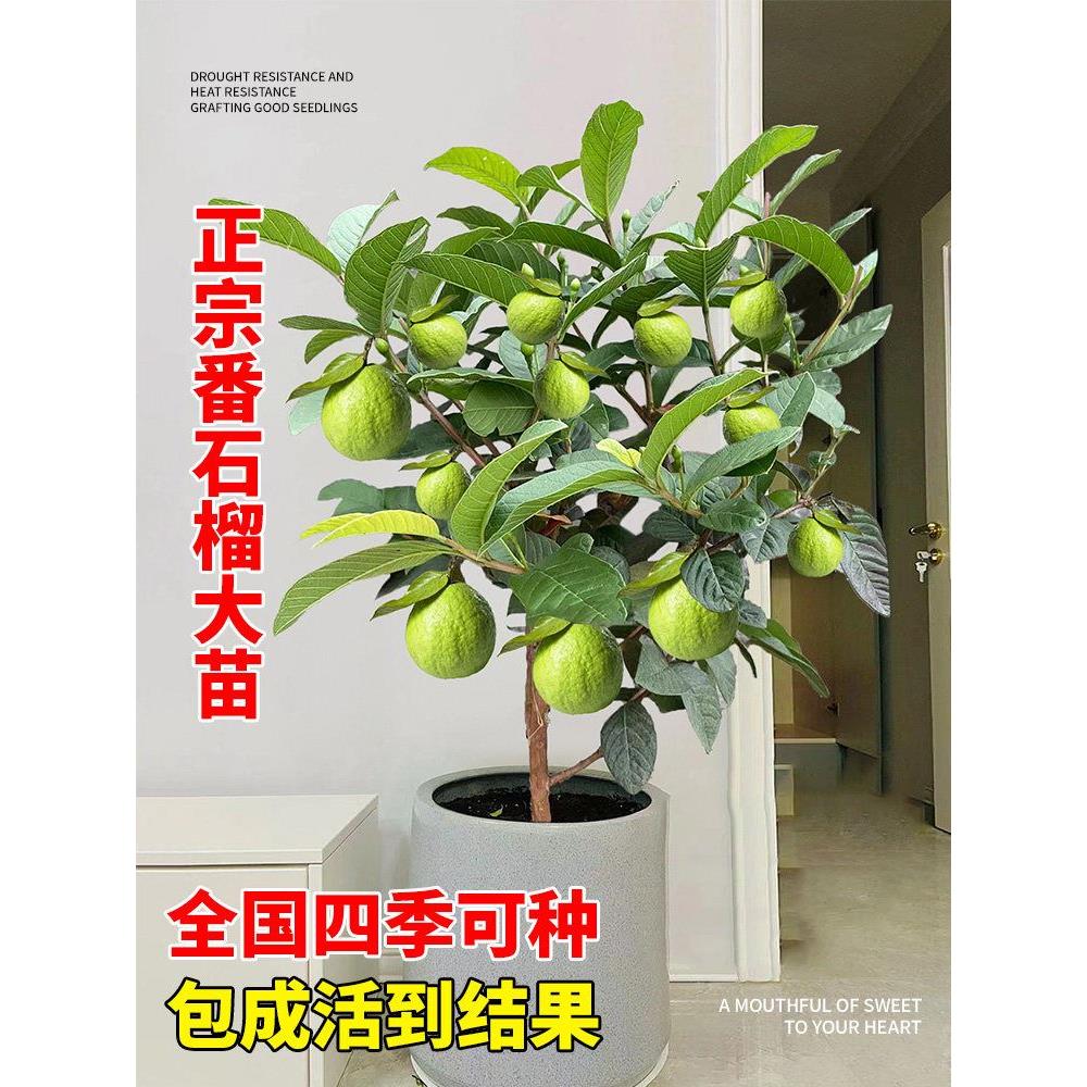番石榴树果苗红心芭乐树苗南方种植庭院盆栽地栽四季果树当年结果
