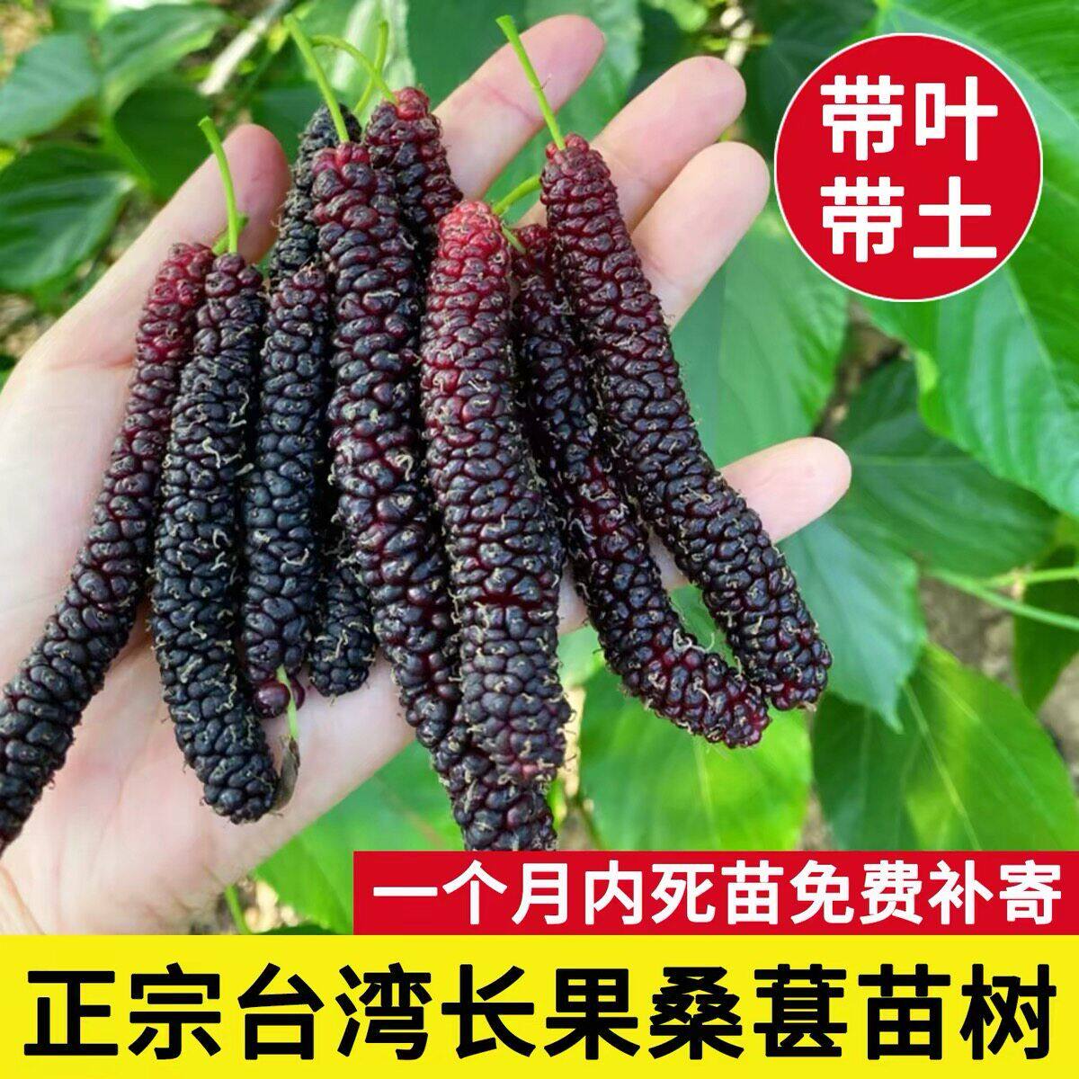 正宗四季台湾长果桑苗带果嫁接桑葚树苗无籽黑桑果树桑葚当年结果