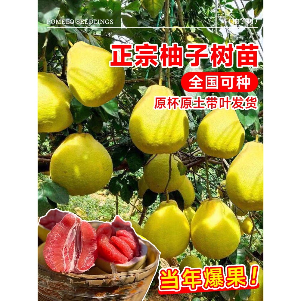柚子树苗果树果苗嫁接红心蜜柚广西大沙田柚庭院南方种植水果树苗