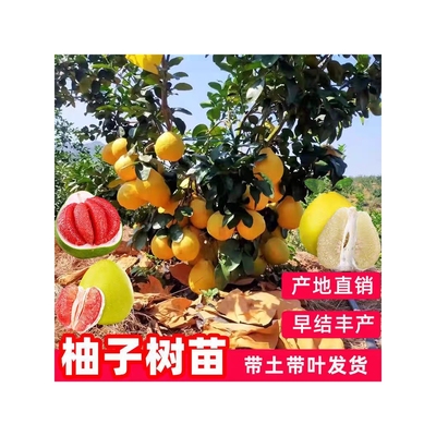 柚子树苗嫁接红心蜜柚广西大沙田柚庭院南方种植果树果苗当年结果