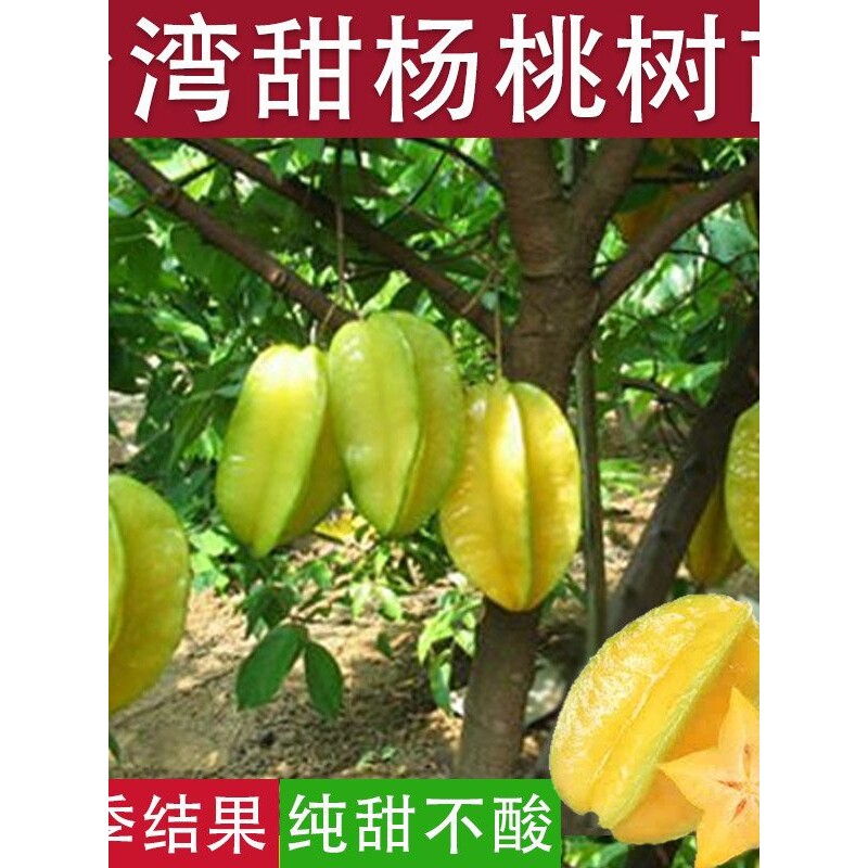 杨桃树苗台湾甜杨桃水果苗纯甜嫁接四季结果庭院地盆栽特大果树苗