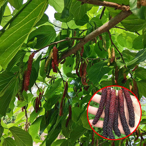 台湾长果桑葚树苗白桑椹树苗鸡爪桑无籽大十桑葚苗养蚕专用桑树苗