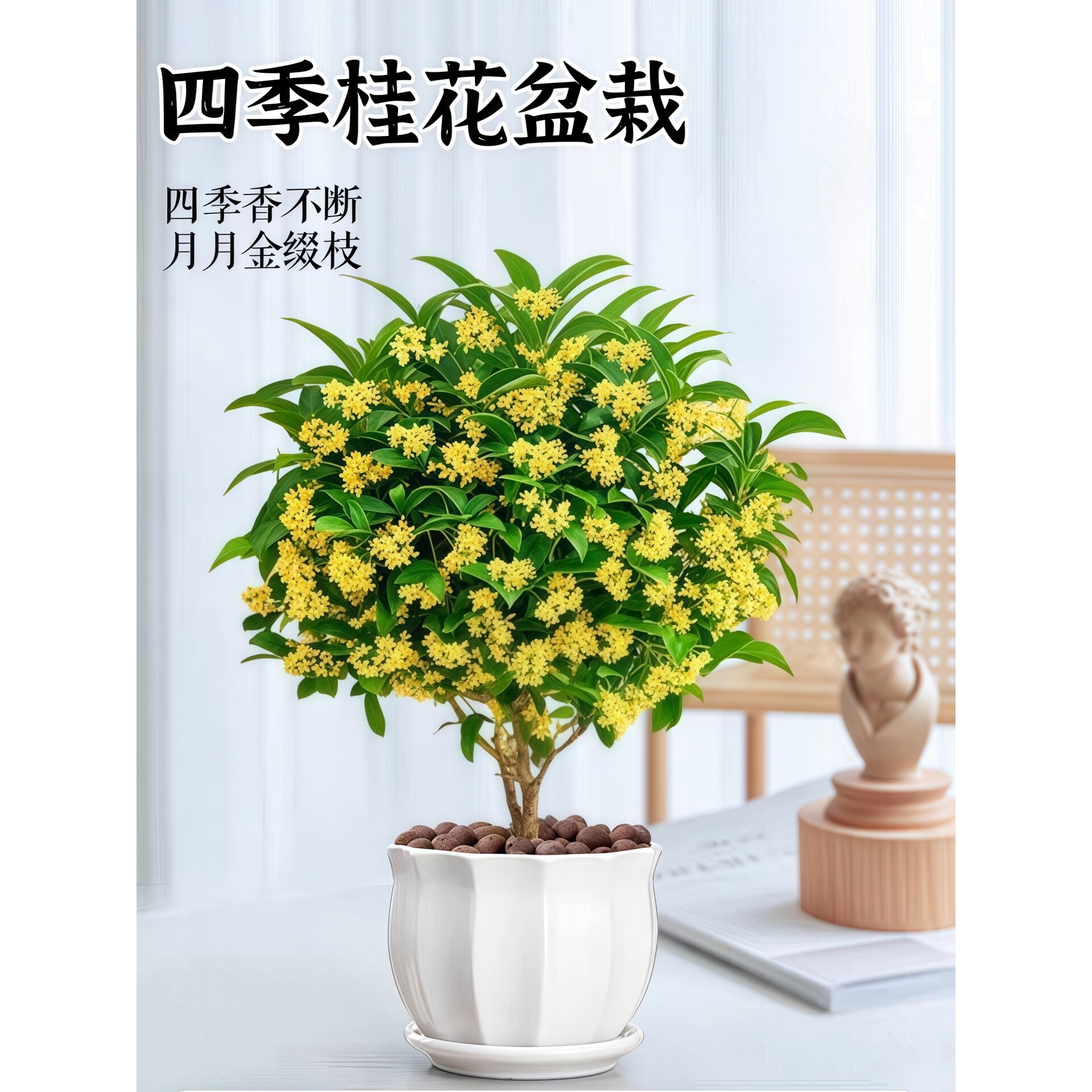 四季桂花盆栽树苗开花植物室内外花卉浓香好养易活可食用绿植盆景
