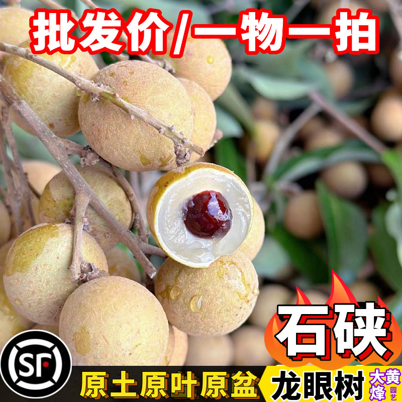 龙眼苗正宗石硖龙眼嫁接树苗脆甜核小南方阳台庭院盆栽地栽果树苗