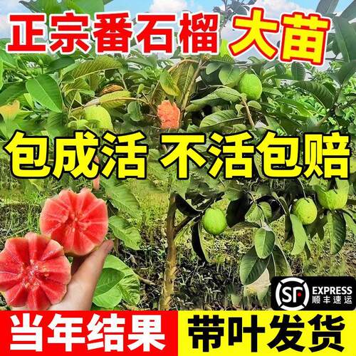 番石榴树苗南北方种植庭院盆栽地栽四季果树芭乐红心果树果苗嫁接