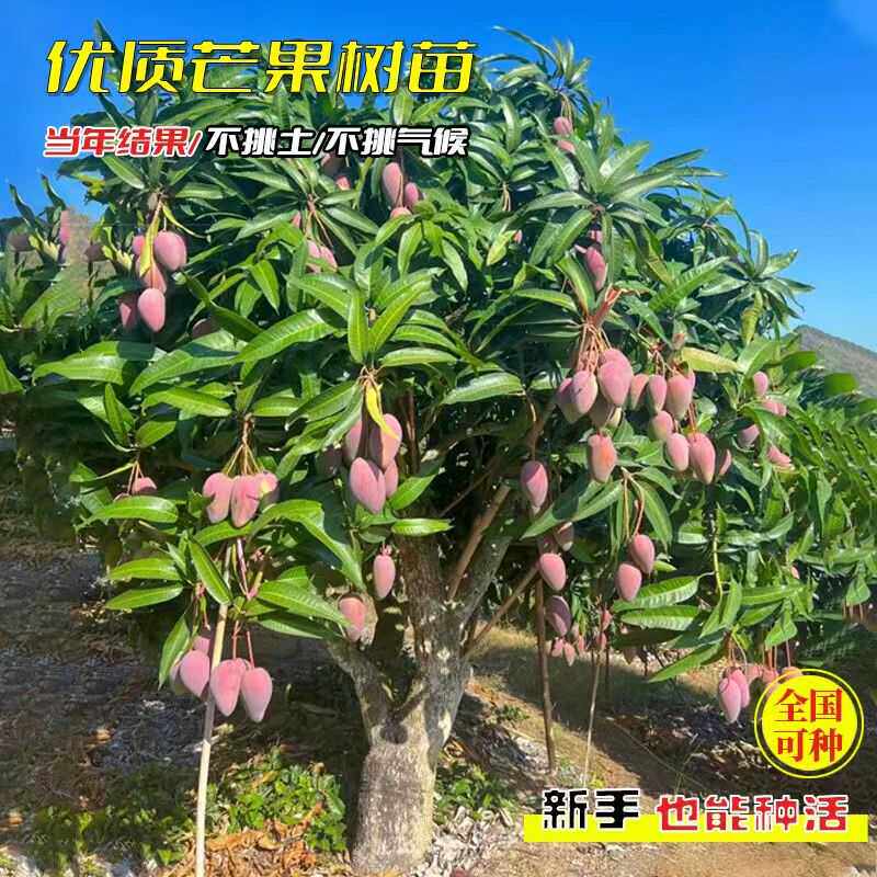 芒果苗树嫁接金煌芒四季芒果树苖红贵妃当年结果庭院阳台盆栽好养