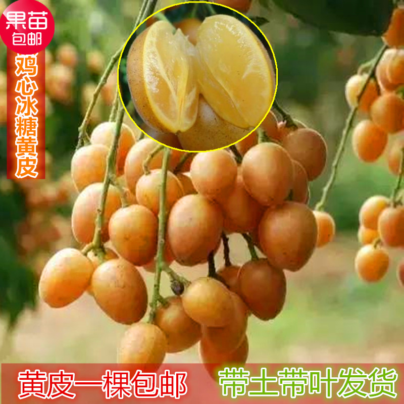 无核黄皮果树苗正宗嫁接鸡心黄皮树苗黑黄皮冰糖黄皮果苗盆栽地栽