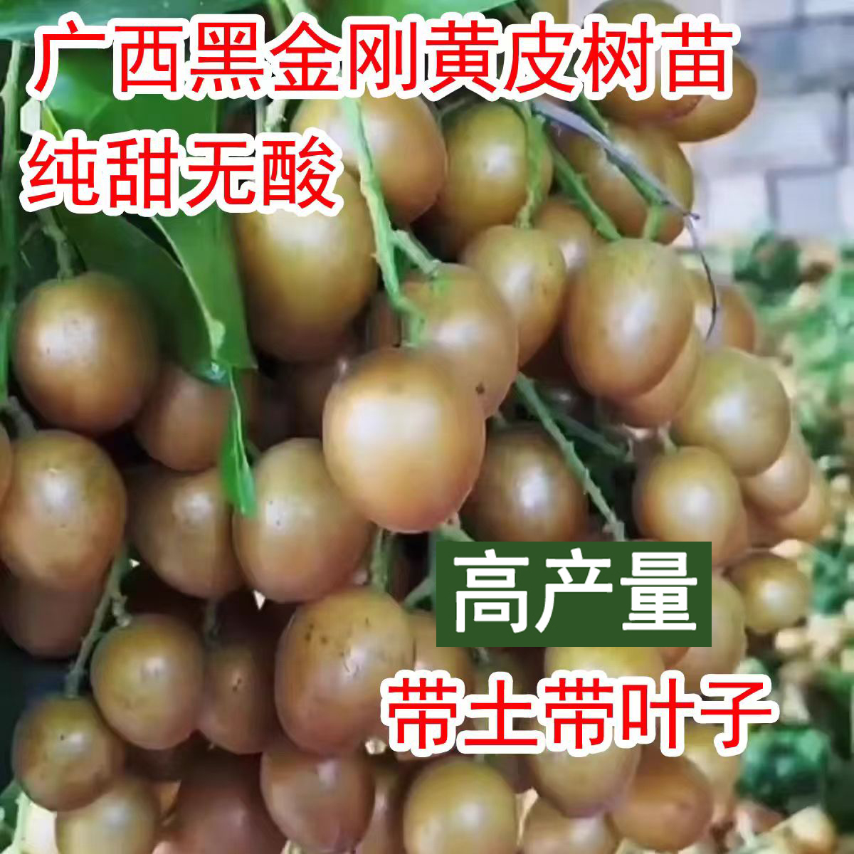广西黑金刚黄皮果树树嫁接树南方种植庭院盆栽地栽水果树当年结果