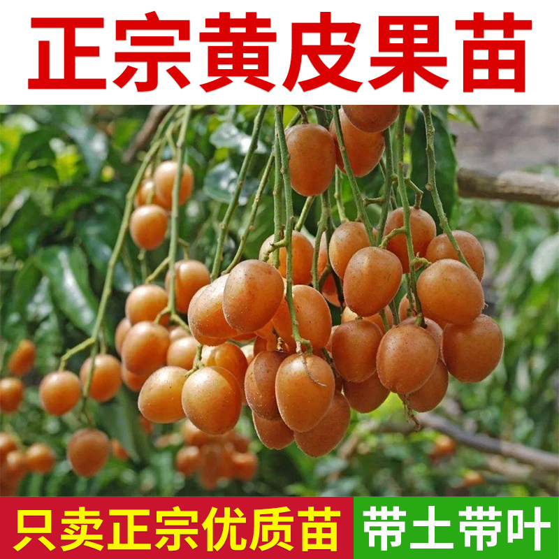 黄皮果树果苗无核鸡心贵妃嫁接带泥叶盆地栽庭院广西绿化大果树苗
