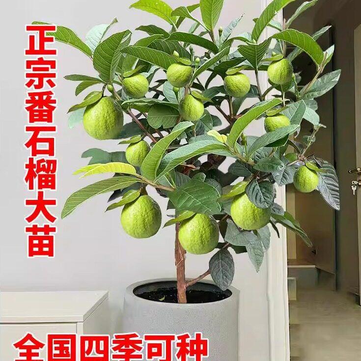 番石榴树果苗红心芭乐树苗南方种植庭院盆栽地栽四季果树当年结果