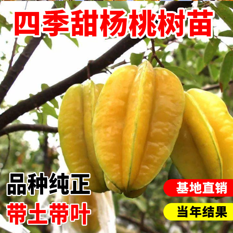 杨桃树苗台湾四季甜杨桃果树嫁接苗庭院盆栽地栽当年结果酸杨桃树
