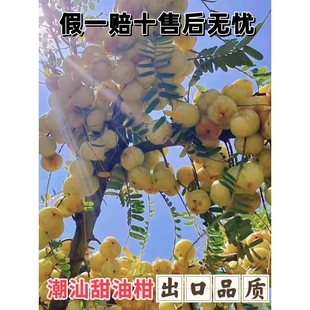 油甘果苗潮汕嫁接崩坎狮头甜种油甘苗柿饼甜油柑果树苗高产牛甘果