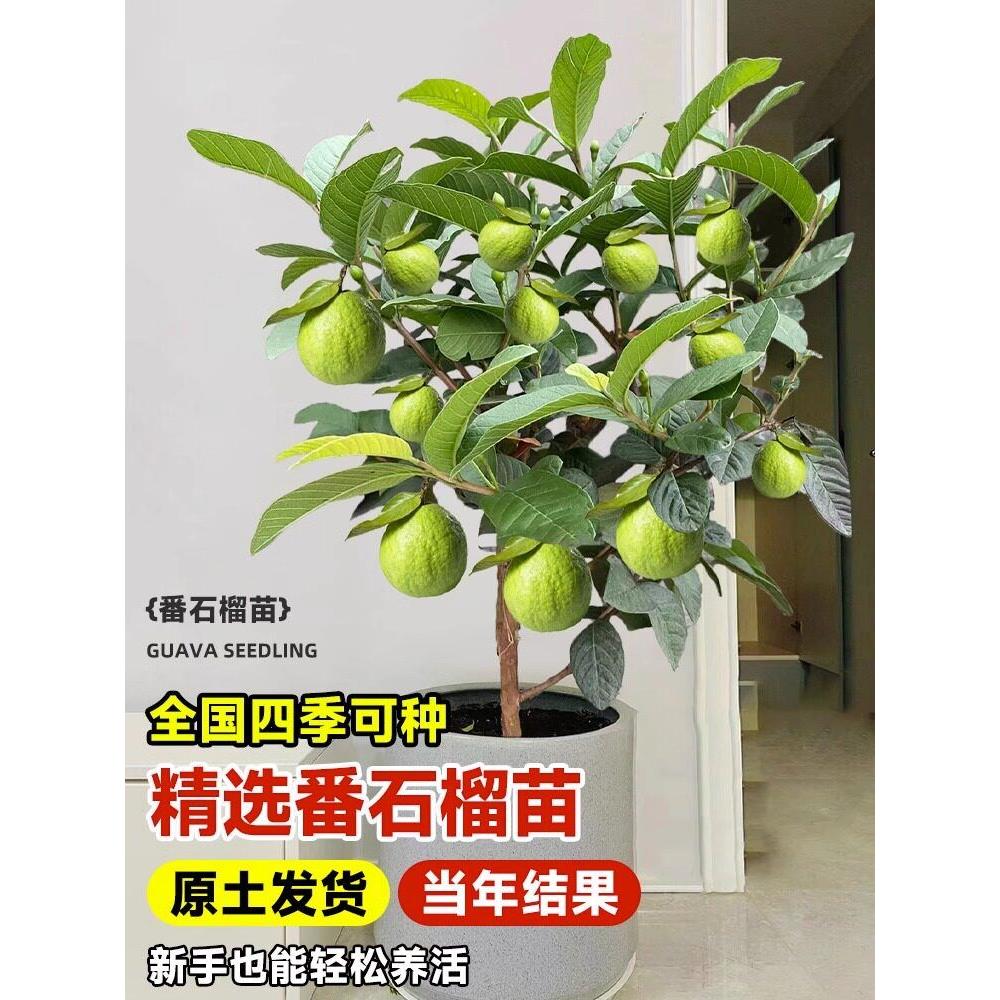 番石榴树果苗盆栽胭脂红草莓四季番石榴树树苗南北方庭院地栽种植