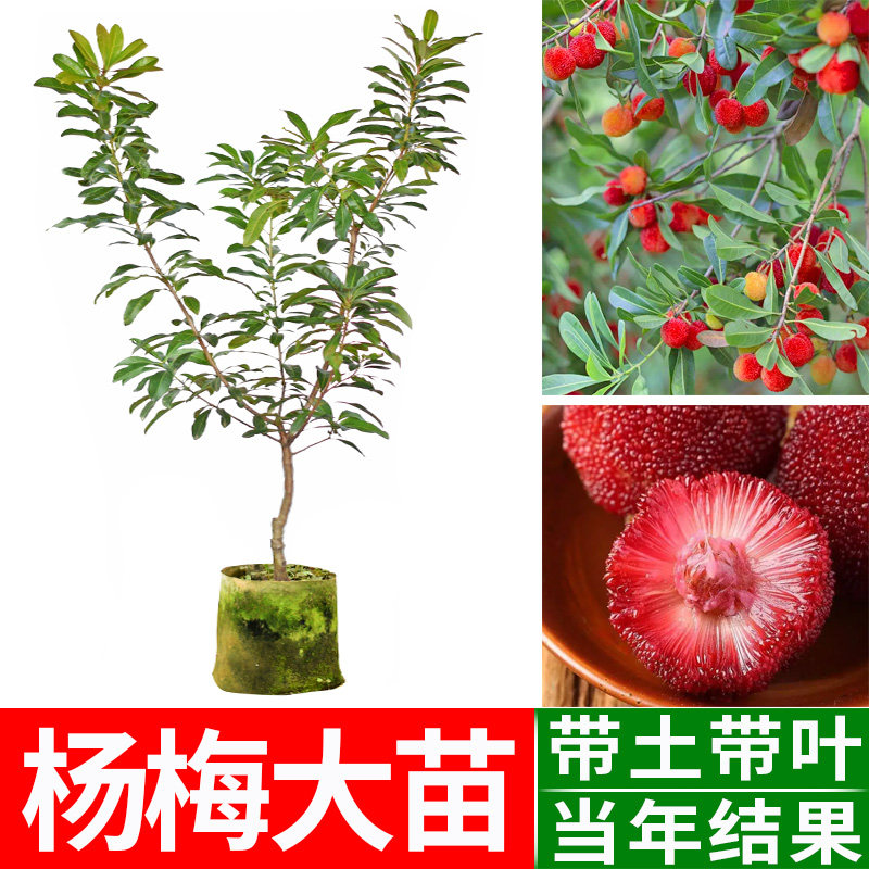 东魁杨梅苗果树苗 正宗嫁接杨梅树苗 特大早熟南北方种植当年结果
