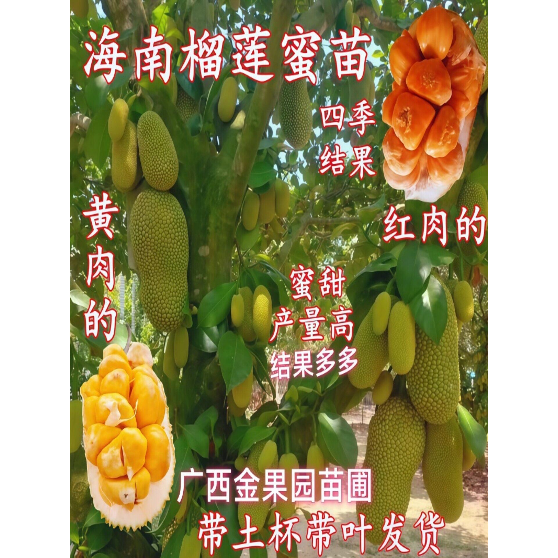 菠萝蜜树苗正宗嫁接印尼红肉泰国干苞海南四季榴莲蜜木菠萝果树苗