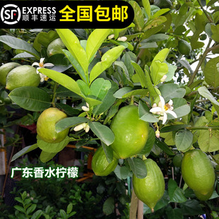 正宗广东香水柠檬四季结果果树苗味道香浓带土带叶14年淘宝老店