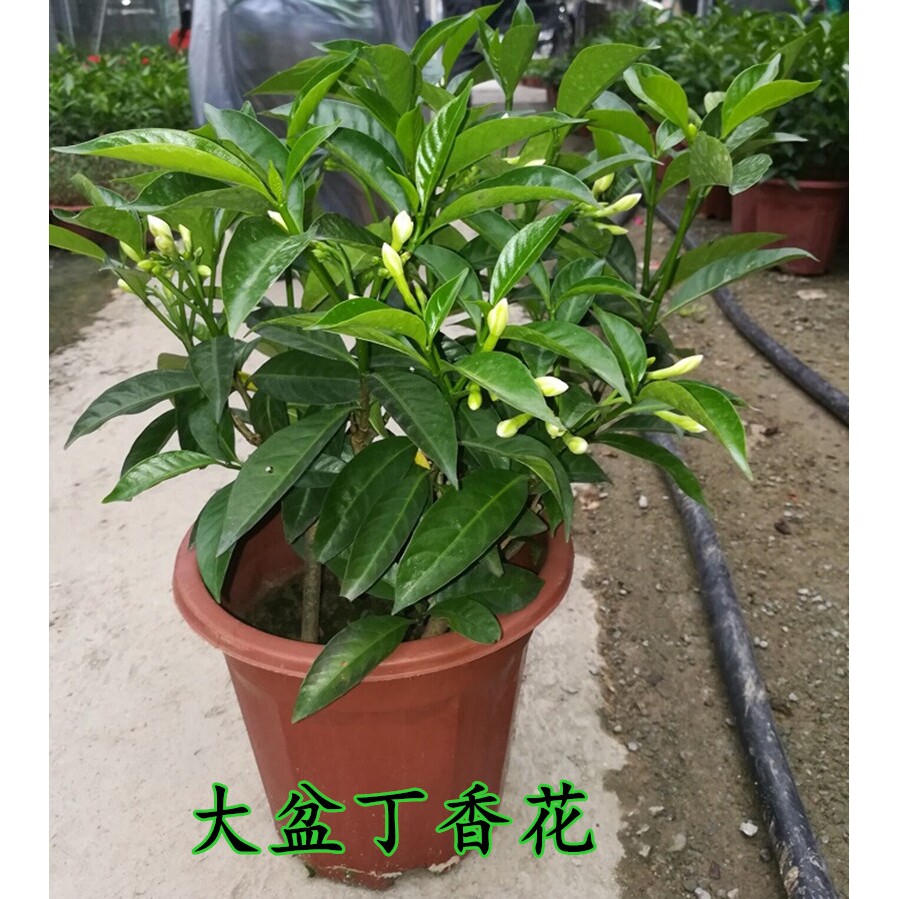 丁香花盆栽花卉丁香花苗狗牙花盆栽四季常青阳台庭院种植香味持久