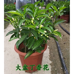 丁香花盆栽花卉丁香花苗狗牙花盆栽四季常青阳台庭院种植香味持久