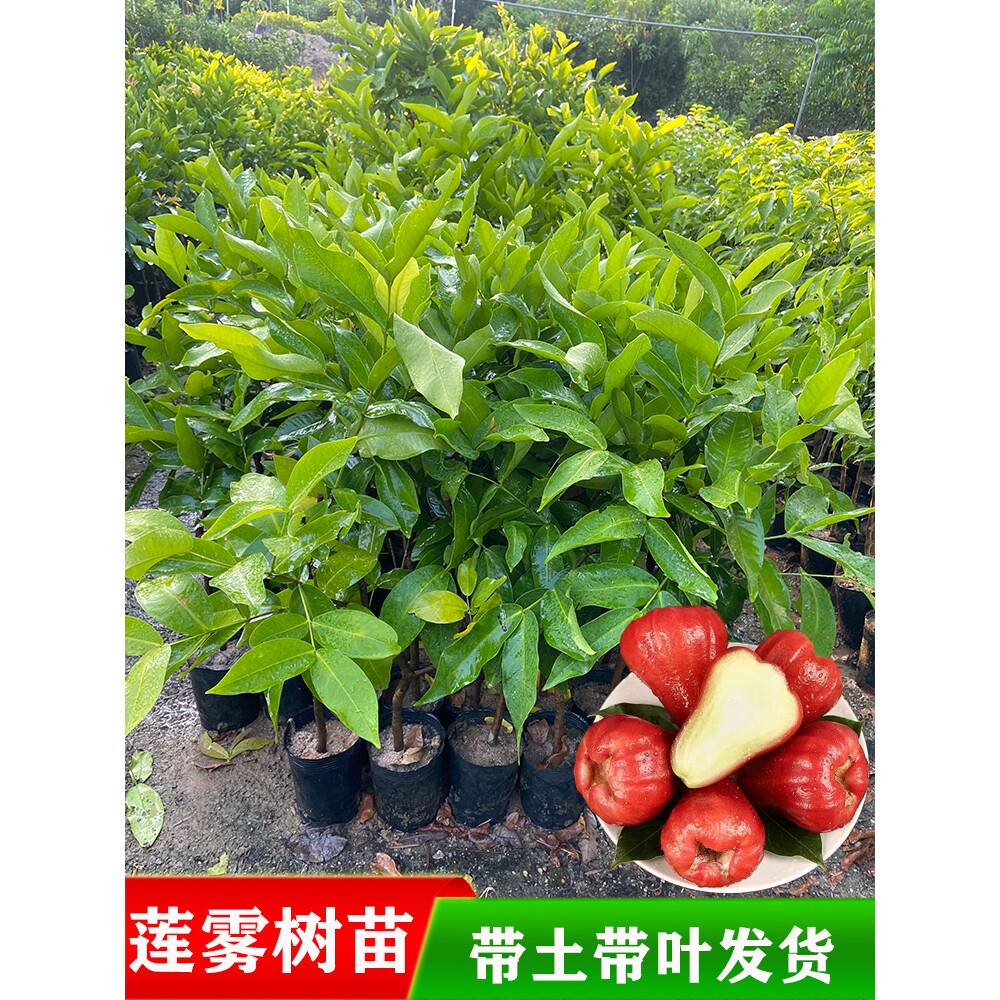 莲雾树苗嫁接黑金刚台湾黑糖芭比南方种植盆栽庭院果树带土莲雾苗