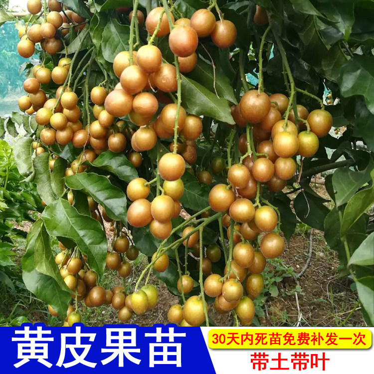 无核黄皮苗果树苗甜鸡心冰糖嫁接南方种植四季当年结果黑黄皮果苗