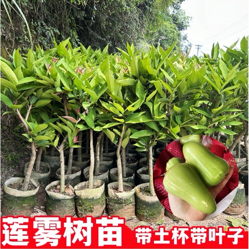 黑金刚莲雾树苗黑糖芭比台湾嫁接四季新品种南方果树庭院地栽带叶
