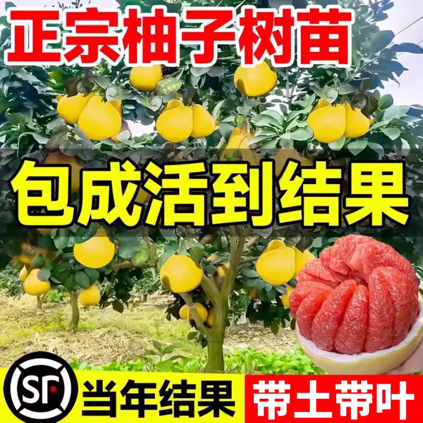 柚子树苗嫁接果树果苗文旦马家红心蜜柚庭院南北方种植水果苗