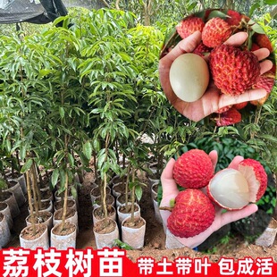 正宗冰荔荔枝树苗仙进奉盆栽嫁接果苗南方种植高产桂味荔枝果树苗