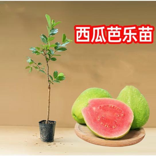 番石榴苗四季珍珠白肉红心芭乐少籽红宝石嫁接带土果树苗当年结果
