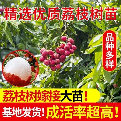 h荔枝果树苗无核妃子笑冰荔正品嫁接阳台庭院盆栽地栽南北方大果
