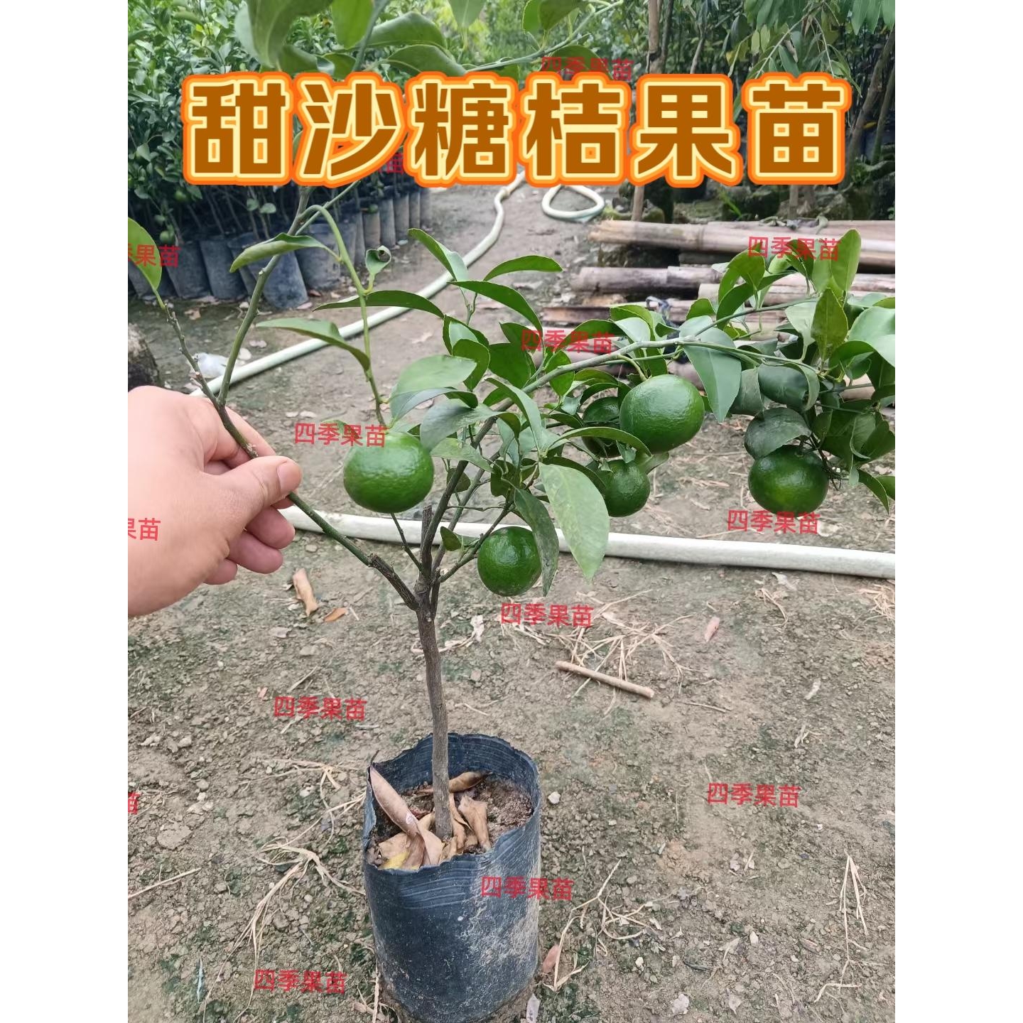 【正宗四会沙糖桔树苗】特级沙糖桔树苗嫁接果树苗薄皮纯甜包邮