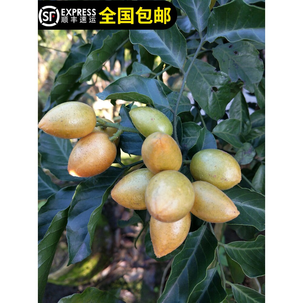 正宗鸡心黄皮树苗酸甜黄皮味道香浓老品种大果结果多东莞14年淘宝