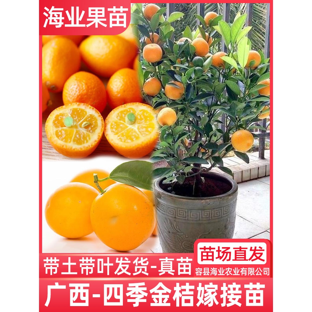 融安脆蜜金桔苗第三代嫁接广西四季脆皮滑皮金柑盆栽金橘水果树苗