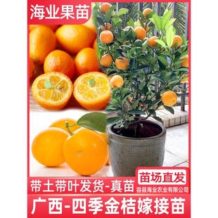 融安脆蜜金桔苗第三代嫁接广西四季脆皮滑皮金柑盆栽金橘水果树苗