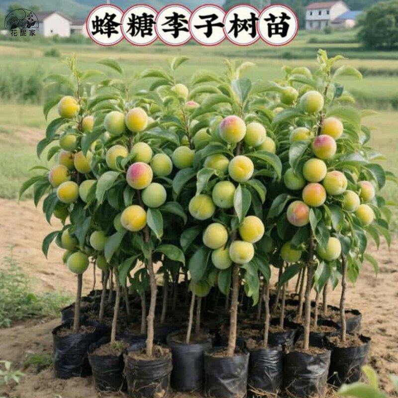 蜂糖李子树苗嫁接特大晚熟脱骨青脆李子果树苗南北方种三华李树苗