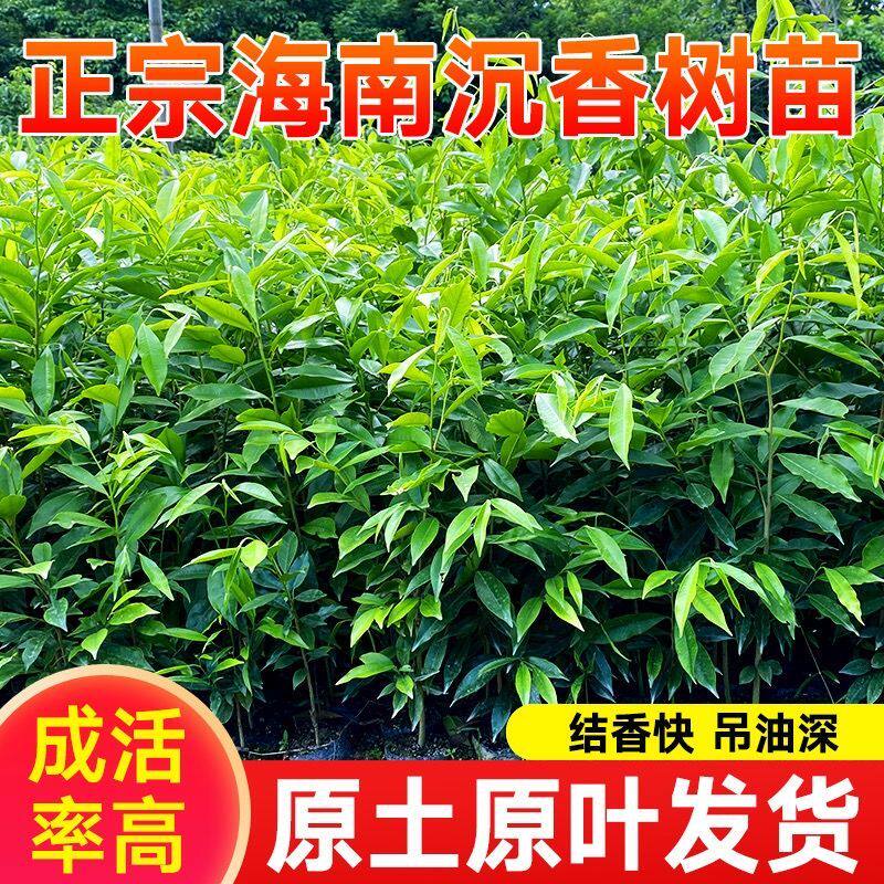 正宗名贵海南沉香树苗奇楠沉香沉香树苗沉香苗木沉香木苗 包邮