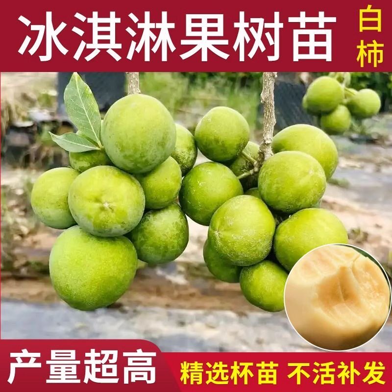 正宗冰淇淋果树状元红白柿嫁接苗盆栽地栽冰淇淋树苗当年结果包活