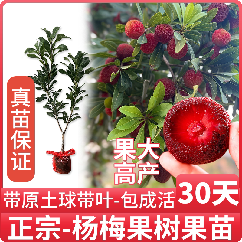 东魁杨梅树树苗特大杨梅苗种植地栽果树苗当年结果庭院果苗嫁接