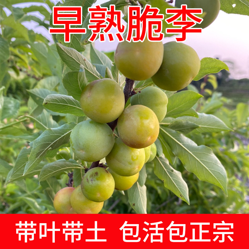 【精品苗】李子树苗三华李树苗嫁接苗早熟青脆李子树苗南北方种植
