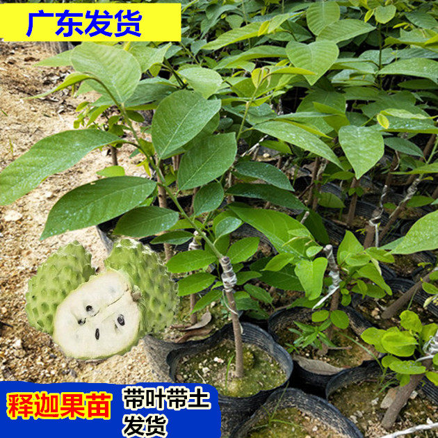 释迦果树苗 嫁接凤梨释迦果 释迦果苗林檎果苗佛头果树苗包邮带土