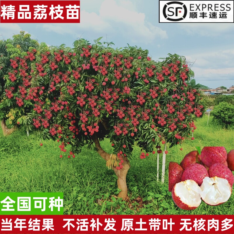 荔枝树苖无核桂味果树盆栽妃子笑水果树苗仙进奉嫁接果苗当年结果