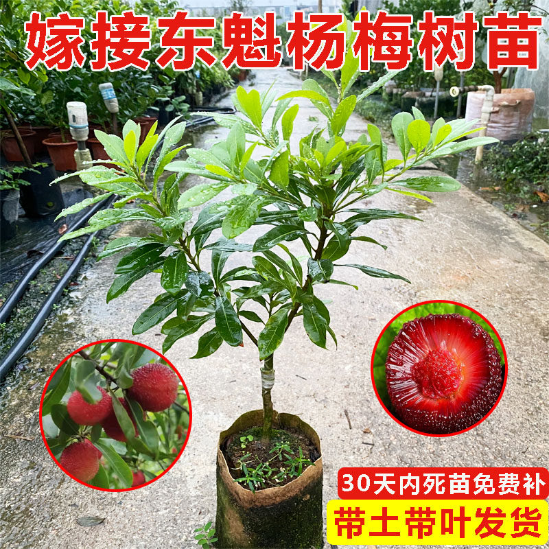 正宗东魁杨梅树树苗南嫁接苗乌酥杨梅苗早熟盆栽地栽果树阳台大果